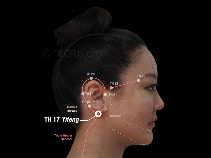 Yifeng (TH 17) Master Tung's Acupuncture eLotus CORE